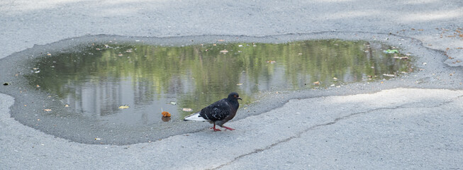 Pigeon walks near a puddle