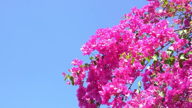 pink bougainvillea flower flowing by wind