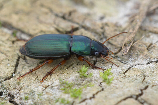 One of the colorful green ground beetles Harpalus affinis form Belgium