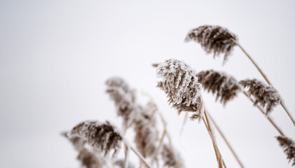 Snow-covered reeds against the blue sky