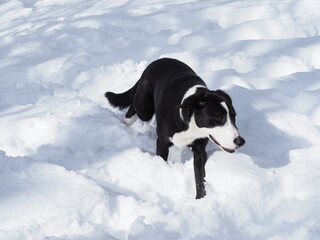 Border collie pelo corto