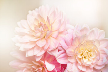 Defocused pastel, peach, coral dahlia petals close up of flower dahlia, floral abstract background, soft focus.