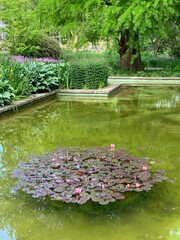 pond in the garden