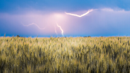 Lightning discharge in the sky above the field of yellow wheat
