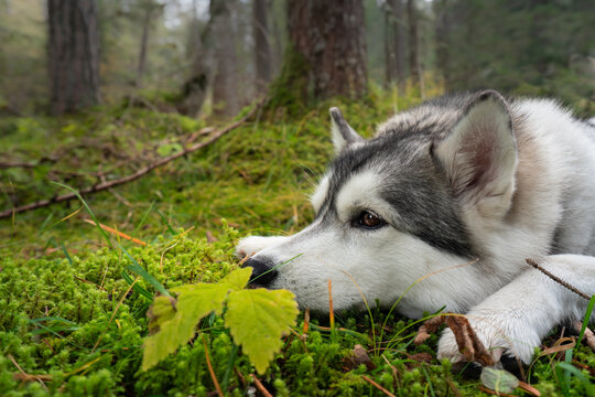 Miss Amy (my husky, female)