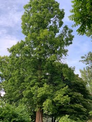 Tree in park