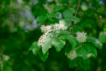 
Blooming bird cherry in the sun.