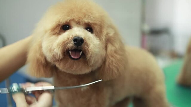 Beautiful poodle dog getting groomed at salon. Professional cares for a dog in a specialized salon. Groomer's hands with scissors. Selective focus.