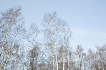 Leafless branches of birch trees against the clear blue sky.