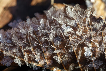 Frost on fallen leaves. Crystals of frozen water.