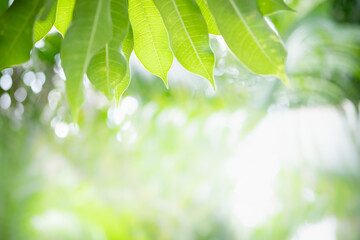 Concept nature view of green leaf on blurred greenery background in garden and sunlight with copy space using as background natural green plants landscape, ecology, fresh wallpaper concept.