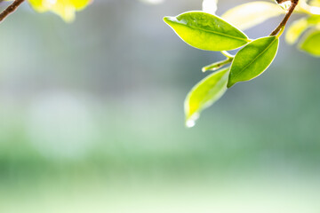Obraz premium Concept nature view of green leaf on blurred greenery background in garden and sunlight with copy space using as background natural green plants landscape, ecology, fresh wallpaper concept.
