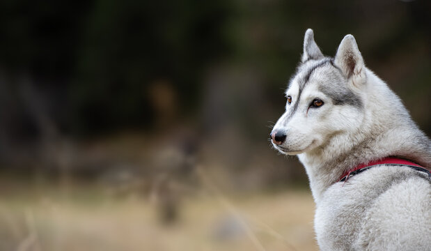 Miss Kyra (my husky, female)