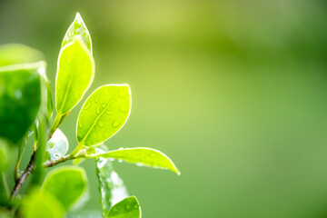 Concept nature view of green leaf on blurred greenery background in garden and sunlight with copy space using as background natural green plants landscape, ecology, fresh wallpaper concept.