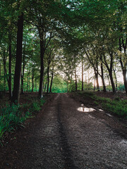 Fototapeta premium path in the woods