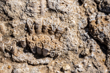 fossils of ancient corals and plants in rocks on the beach