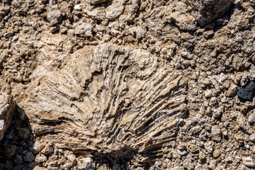 fossils of ancient corals and plants in rocks on the beach