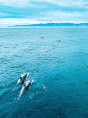 Fototapeta premium dolphins swimming