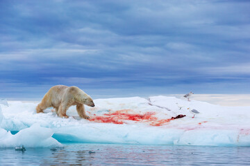 Polar bear on floating ice relaxing after hunting.