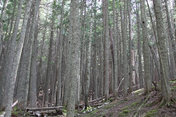 trees at the forest floor