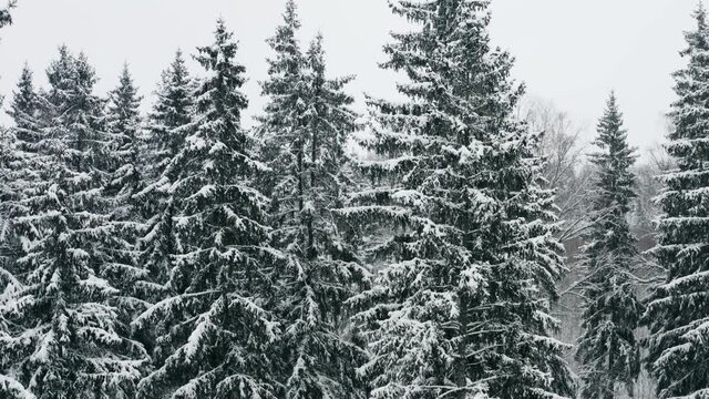 Aerial picturesque frozen forest with snow covered pine trees. Top view flyover fairy winter woodland at snowfall. Drone rises from bottom up like crane, flight over treetops. Snow flakes falling down