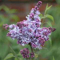 Obraz premium Blooming lilac on a natural blurred background.