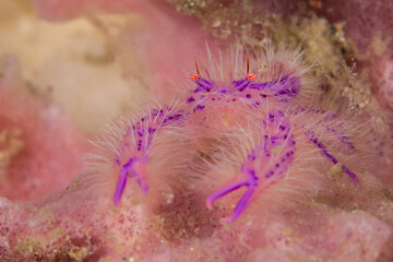 Harry squat lobster on barrel sponge