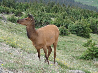 Naklejka na ściany i meble deer, alert in the mountains