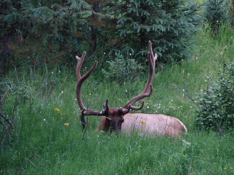 Elk Relaxing In A Grassy Knoll