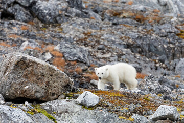 Polar bear and its cubs walking and finding some food.
