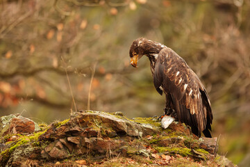 female White-tailed eagle (Haliaeetus albicilla) with caught fish on the shore of the lake