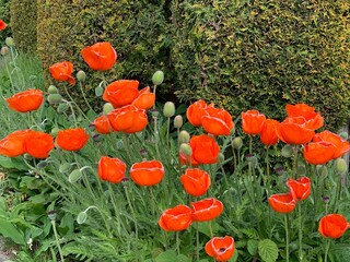 Orange Poppy Flowers