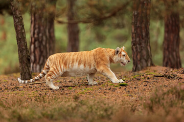 Fototapeta premium untraditionally colored male Bengal tiger (Panthera tigris tigris) goes through the forest