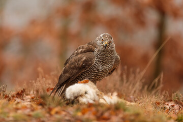 female Northern goshawk (Accipiter gentilis) with the remains of a hare caught in a wild forest
