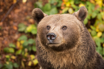 female brown bear (Ursus arctos) head portrait very close up