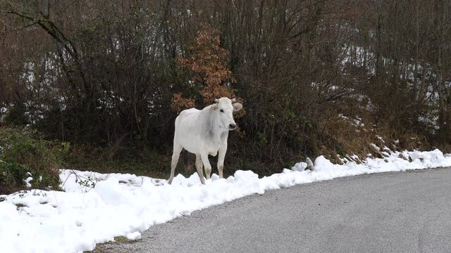 mucche su strada di montagna con neve.
mucche e vitelli su una strada di montagna dell'appennino italiano, dopo una nevicata invernale