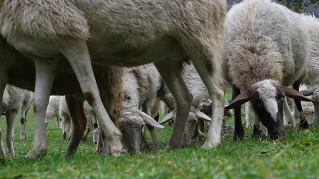 Pecore impazzite cercano cibo
Pecore nel prato mangiano con avidit&agrave;