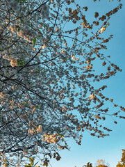 cherry blossoms English spring