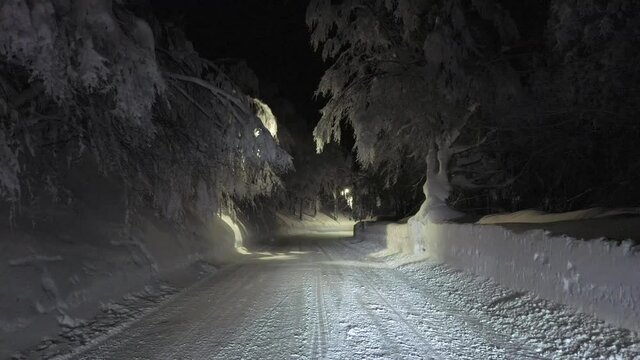 Strada alberata di notte sotto la neve.
Un suggestivo viale alberato sotto la neve dell'inverno  
