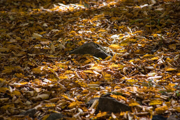 Obraz na płótnie Canvas Golden vibrant fall leaves on the ground in a forest. Forest with colorful golden foliage.