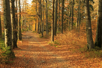 Obraz premium Autumn in the forest near Klimczok peak, Silesian Beskids, Poland