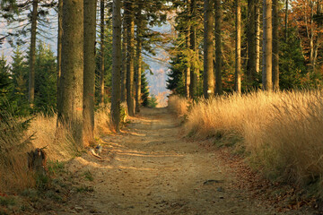 Autumn in the forest near Klimczok peak, Silesian Beskids, Poland