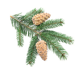 Fir tree branch with pinecones isolated on white, top view