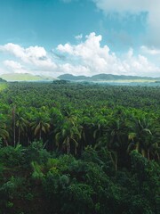 coconut trees in Siargao Island, Philippines