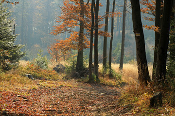 Fototapeta premium Autumn in the forest near Klimczok peak, Silesian Beskids, Poland