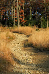 Autumn in the forest near Klimczok peak, Silesian Beskids, Poland