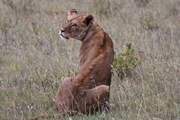 Fototapeta na wymiar Lion in Maasai Mara, Kenya