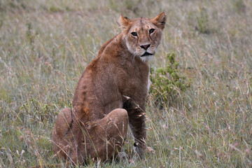 Lion in Maasai Mara, Kenya