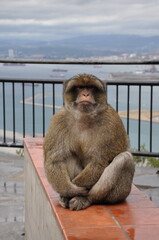 Furry adult ape with blurred ocean background. Gibraltar Barbary macaque monkey sitting in proudly pose on wet fence and looking into camera