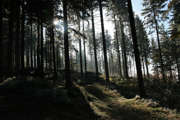 Mystical forest near Salmopol Pass in Silesian Beskids, Poland